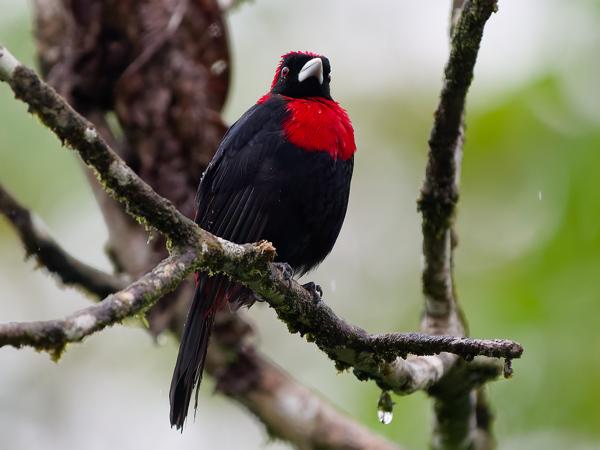 <h3><a href="/trips/costa-rica/biota/animalia/chordata/aves/040 passeriformes/127 thraupidae/ramphocelus sanguinolentus/ramphocelus sanguinolentus-nl.html">Ramphocelus&nbsp;sanguinolentus</a> / Crimson‑collared&nbsp;tanager / Vuurkraagtangare</h3>OM-1 Mark II met OLYMPUS M.150-400mm F4.5, 1/1600 sec  bij F4.5, ISO 10000, afstand 9.22&nbsp;m